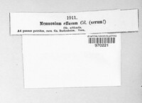 Memnonium effusum image
